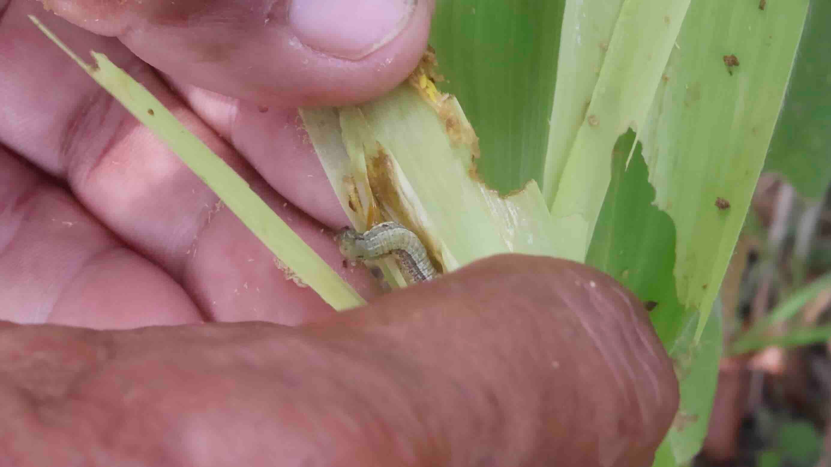 Philippines grapples with fall army worm infestation